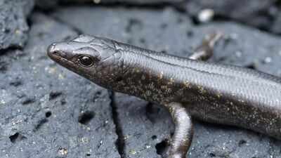 In 1992, scientists moved 30 pregnant skinks to a New Zealand island; years later, their population showed a genetic surprise |