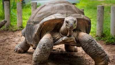 In 2018, Madagascar began rebuilding a giant tortoise population with just 12 founders; their offspring showed increased genetic diversity |