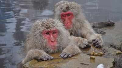 In 1996, scientists moved 38 Japanese macaques from Japan to Austria; 23 years later, there were 160 |