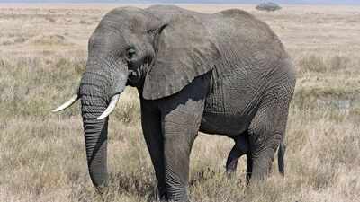 Tanzania planted 100,000 native trees along an elephant corridor; the 1,000 animals now have a route from savanna to rainforest |