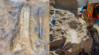California crews digging 12 feet below an Oceanside infrastructure project uncovered limb bones, ribs and fragments that paleontologists say may belong to a ‘thunder beast’ up to 45 million years old