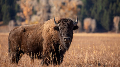 From tens of millions to just 1,000: 140 years after America’s national mammal vanished in the 1880s, indigenous tribes and conservationists are helping bring it back to the prairie