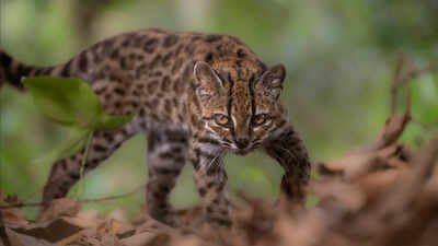 New Wild Cat Species: Meet Tilcayo: The tiny wild cat discovered in Bolivia’s cloud forests after more than a century