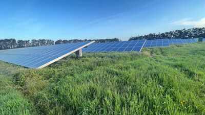 Solar farms with taller grass, wildflowers and hedgerows supported more birds; study recorded 35.1 per 4 hectares |
