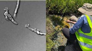 Scientists found a new amoeba in California’s Lassen Volcanic National Park that can reproduce at 145°F, stay active at 147°F and recover after five minutes at 158°F, setting a new heat record for complex life