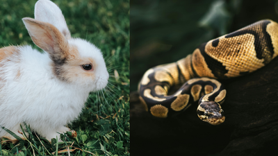 University of Florida researchers are using high-tech decoy rabbits that mimic prey signals to lure Burmese pythons out of Everglades hiding spots﻿ |